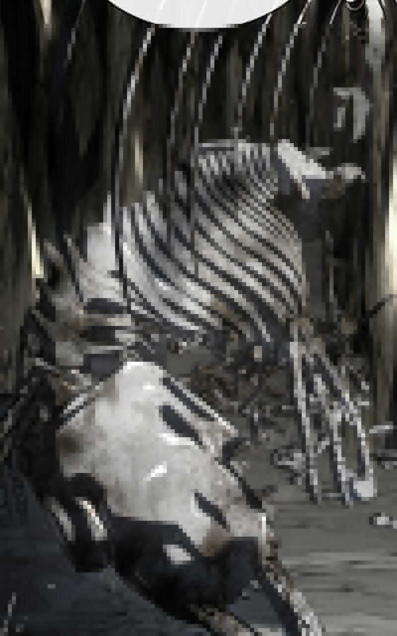 Read Trait Hoarder Scan Manga Online