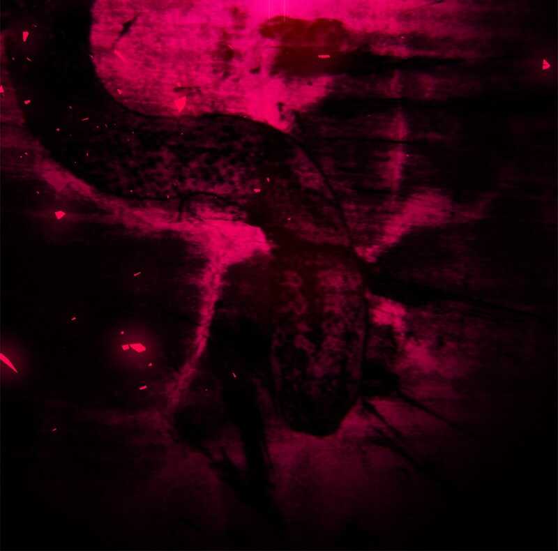 Read Wild Ranker scan Manga Online